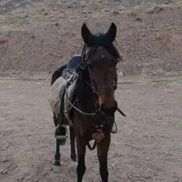 اسب|اسب و تجهیزات اسب‌سواری|تهران, شیخ هادی|دیوار