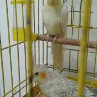 جفت عروس هلندی ۱۲۰۰|پرنده|باقرشهر, |دیوار