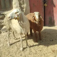 میش وبره ماده اش