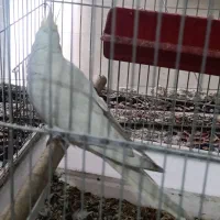 فروشی|پرنده|پاسارگاد, |دیوار