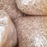 مغزتخمه سالم آفتابگردان
