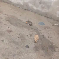 خرگوش|موش و خرگوش|خرم‌آباد, |دیوار