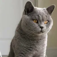 واگذاری گربه بریتیش