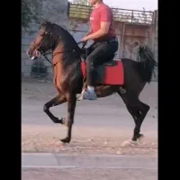 اسب|اسب و تجهیزات اسب‌سواری|نجف‌آباد, شهدا|دیوار