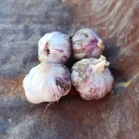 سیر سر کویر