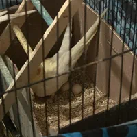 عروس هلندی لوتینو|پرنده|شوش, |دیوار