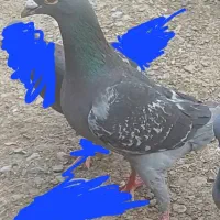 کبوتر گم شده