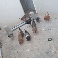 مرغ تخم گذار