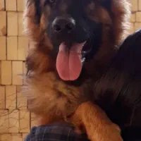 سگ ژرمن شپرد/توله سگ/ سگ ماده/سگ نر|سگ|شیراز, ارم|دیوار