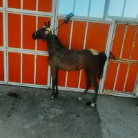 اسب مادیان|اسب و تجهیزات اسب‌سواری|رفسنجان, |دیوار