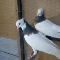 کفتر طوقی|پرنده|سبزوار, ابارش|دیوار