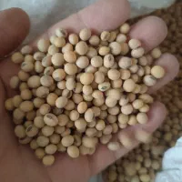 سویا ۲۹ کیلو رقم باران