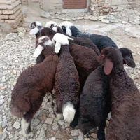 بره افشاری اصل کردستانی نر۴تاماده۴تا(گوسفند)