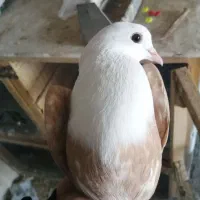 دو جفت کلاغ کربلایی و دو جفت طوقی 4 میلیون