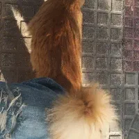 واگذاری رایگان گربه میکس پرشین...