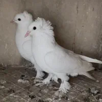 گمشده کبوتر