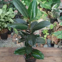 گیاهان آپارتمانی (فیکوس)|گل و گیاه طبیعی|خمینی‌شهر, |دیوار