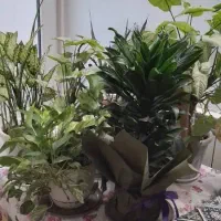 گل های زینتی