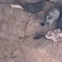 پرنده|پرنده|سوسنگرد, |دیوار