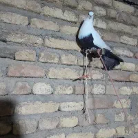 کبوتر دم سیاه