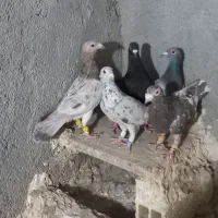 کبوتررنگی وهفترنگ|پرنده|تاکستان, |دیوار