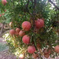 انار دون مشکی