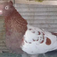 کبوتر سینه سرخ کاکلی پالخت ماده