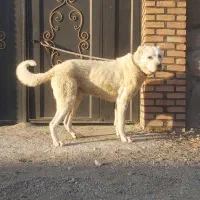 سگ سرابی نر|سگ|تهران, شهرک دریا|دیوار