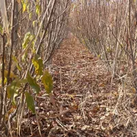 جشنواره فروش نهـال|خدمات باغبانی و درختکاری|سردشت, |دیوار