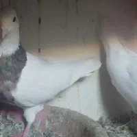 کبوتر نقش|پرنده|هریس, |دیوار