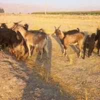 ۱۷راس بز کهر دار درشت|حیوانات مزرعه|مرودشت, ثبت احوال|دیوار