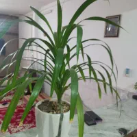 حراجی  گل|گل و گیاه طبیعی|نیشابور, مازول|دیوار