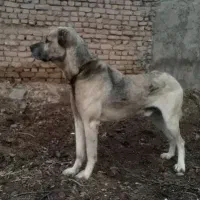 واگزاری توله سرابی ۹ماهه سروکله میزون صدا کلفت