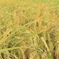 برنج محلی فروش فوری