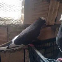 هشت تا ابلق شیش تانر دوتا ماده|پرنده|کرمانشاه, |دیوار