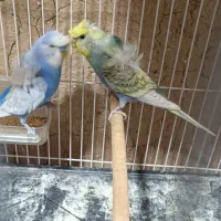 مرغ عشق جفت کار