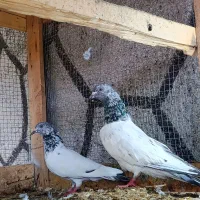 سیاه/پاپر/پاکستانی