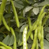 باقالی