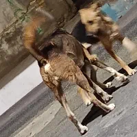 سگ نگهبان