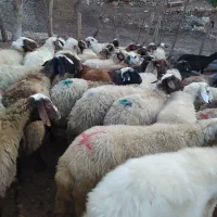 فروش بزوتی بزمیش وشیشک چاق درجه یک|حیوانات مزرعه|خرم‌آباد, |دیوار