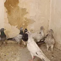 کله سیاه،سارسرور ، خال سبز ، دم سفید، سبز آلمانی
