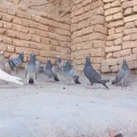کفتر پلاکی|پرنده|فسا, |دیوار