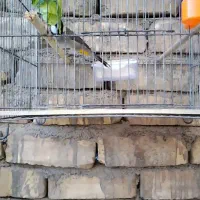 سهره نر بخون.فنچ|پرنده|قم, شهرک فاطمیه|دیوار