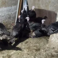 بوقلمون ارگانیک|حیوانات مزرعه|تاکستان, |دیوار