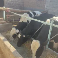 پنج راس جوانه حدود ۶۰۰کیلو