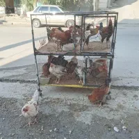 خروس تک وعمده