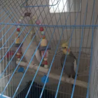 جفت عروس هلندی تخم گذار