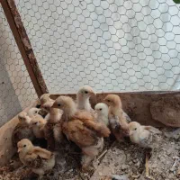 کوشین(جوجه کوشین مرغ و خروس مینیاتوری)