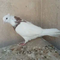 کبوتر طوقی کاغذی تهرانی دمگیر|پرنده|برخوار, |دیوار