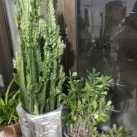 معاوضه یا فروش گل|لباس|اصفهان, سپاهانشهر|دیوار